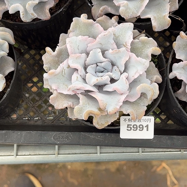 阿雅园艺。       5991饺子皮