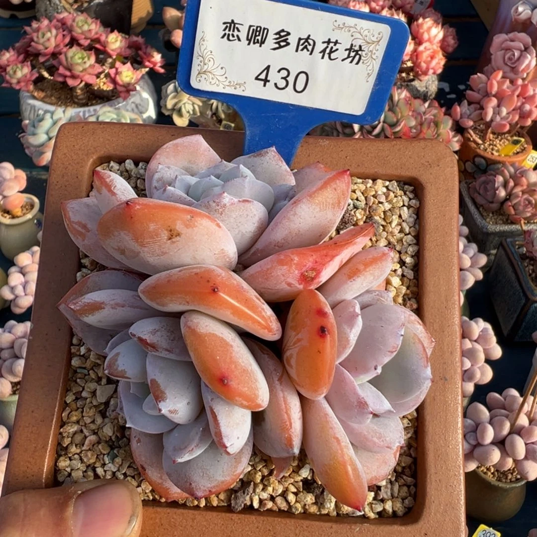 430号奶茶老桩无砍3头