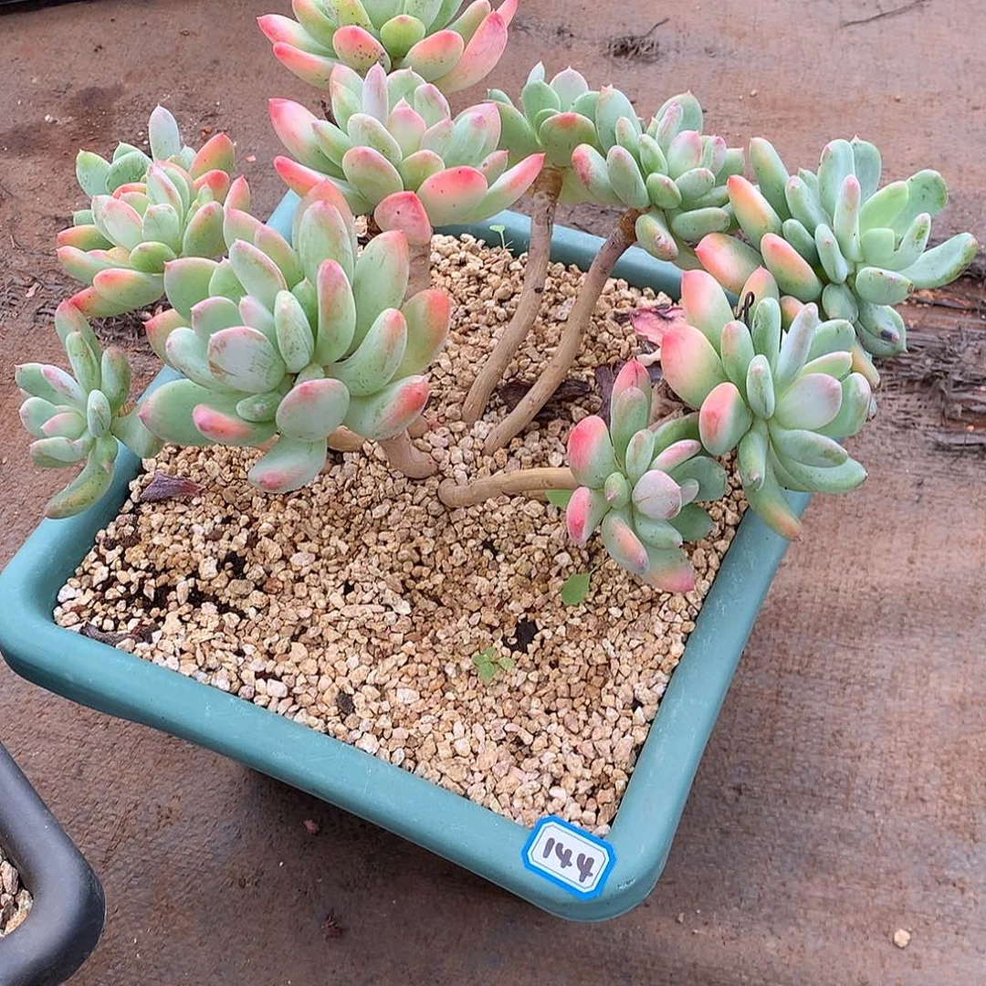 144灰姑娘 一物一拍多肉