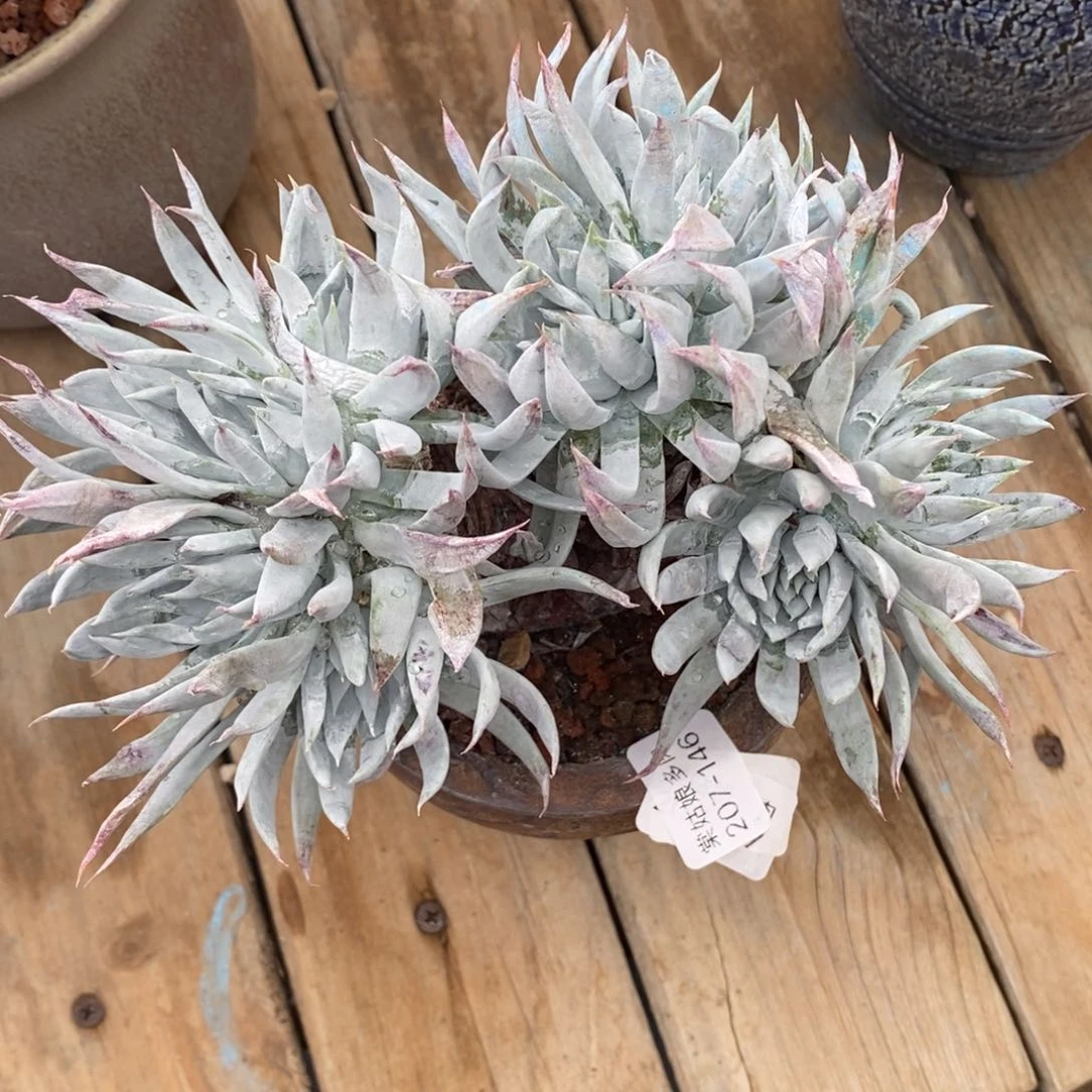 146号法瑞杂白菊粗腿