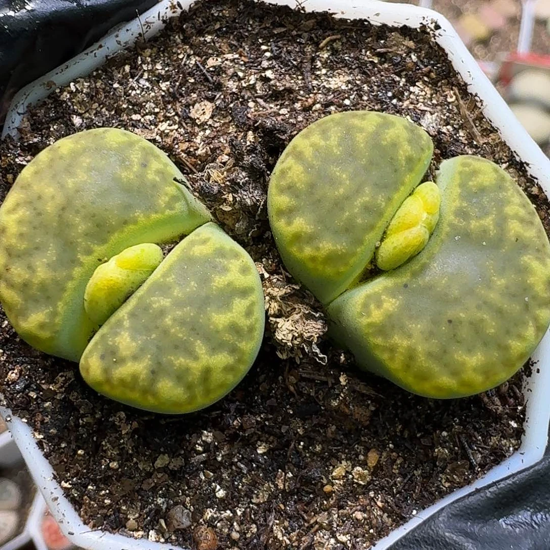 生石花111111。  295