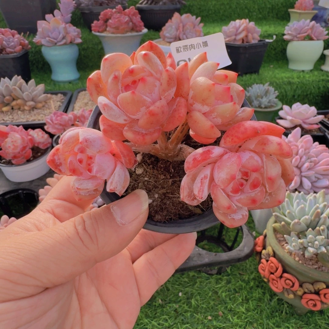 W***．多肉植物高桩橙梦露0141