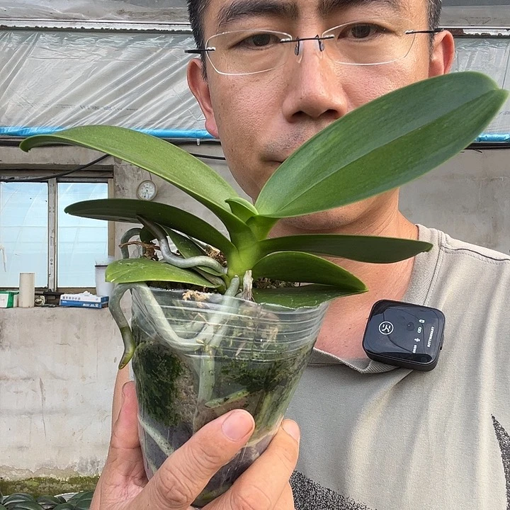 完全开放阿玛3.0杯