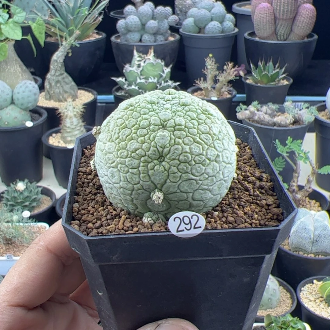 凝蹄玉实生5一物一拍