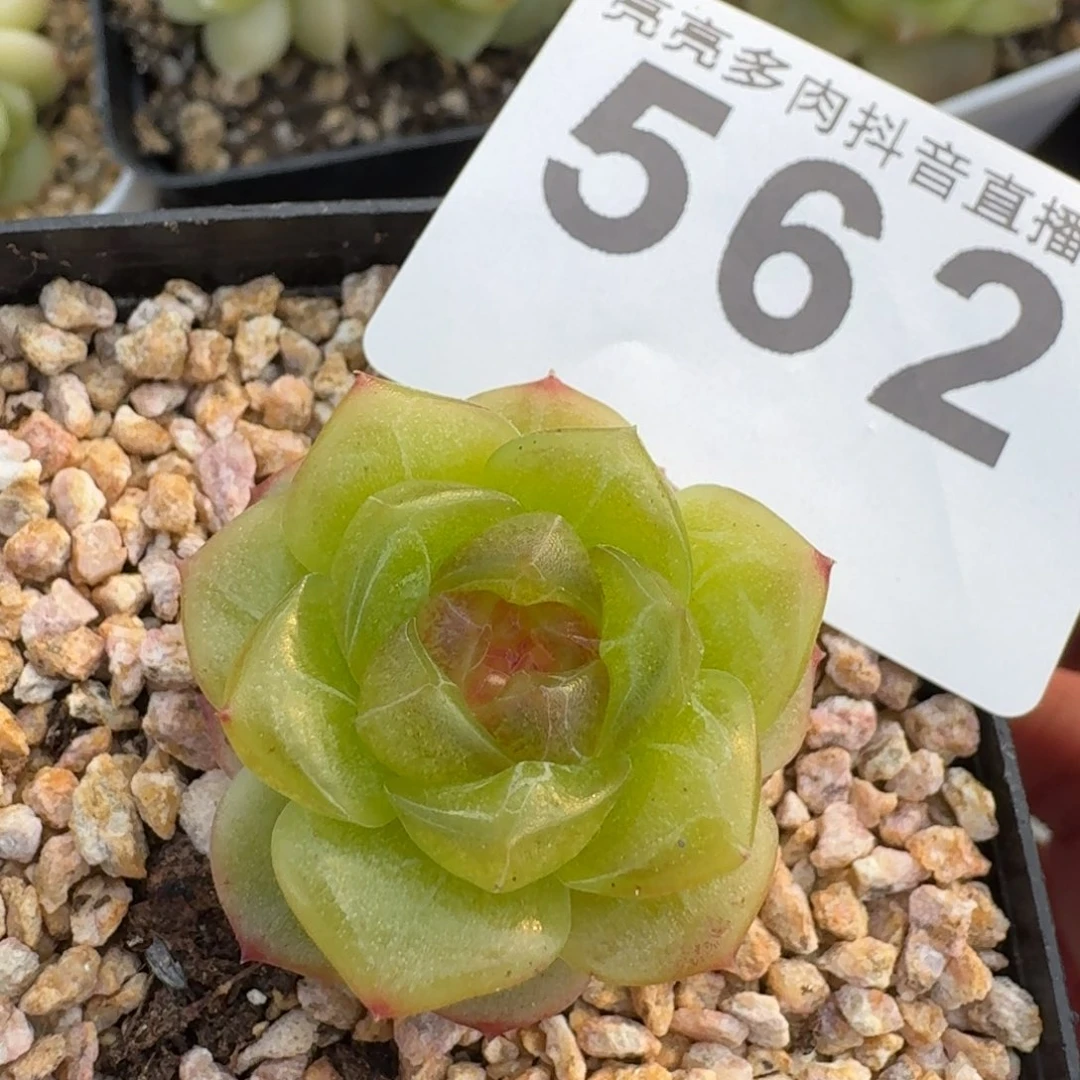 无尽灯         多肉植物