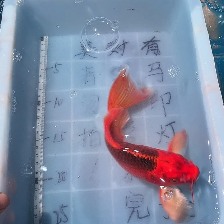 蝴蝶鲤鱼渔场直发31