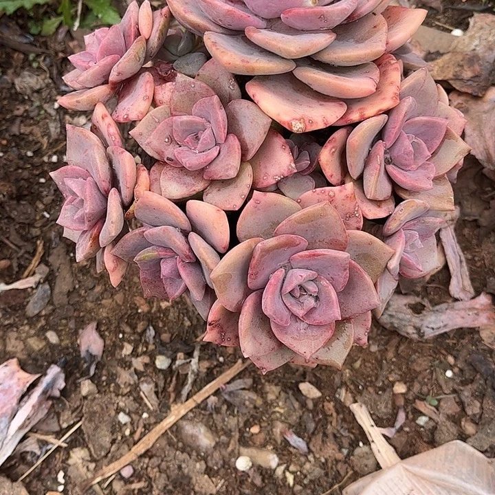 诚***n彩虹糖群，一物一拍