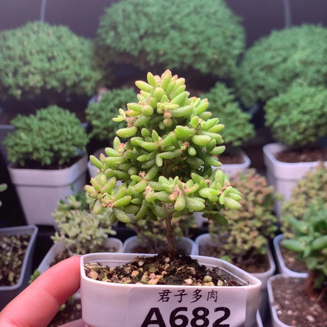 682红麒麟福利。