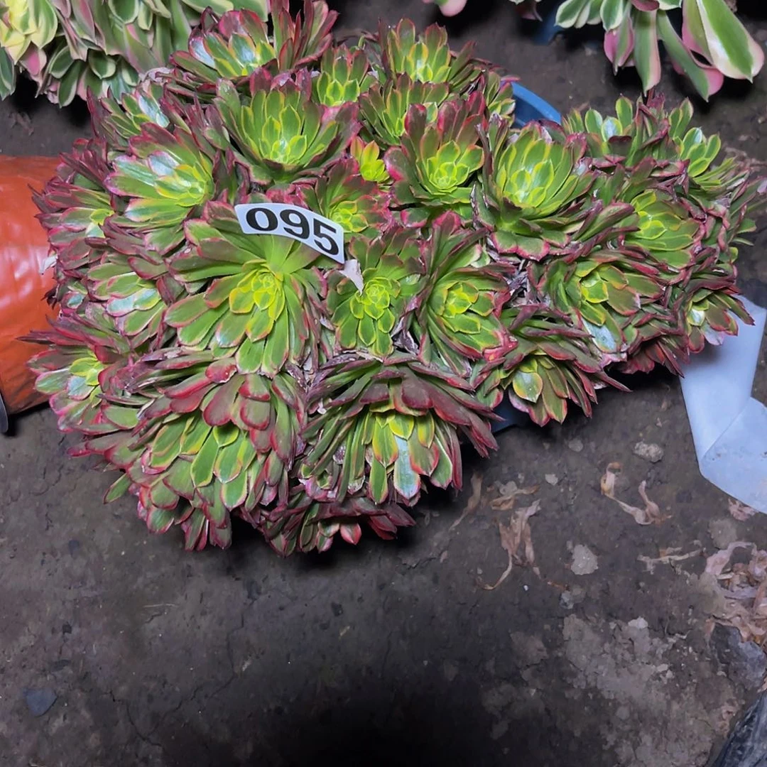 法师法师15-39包邮法师