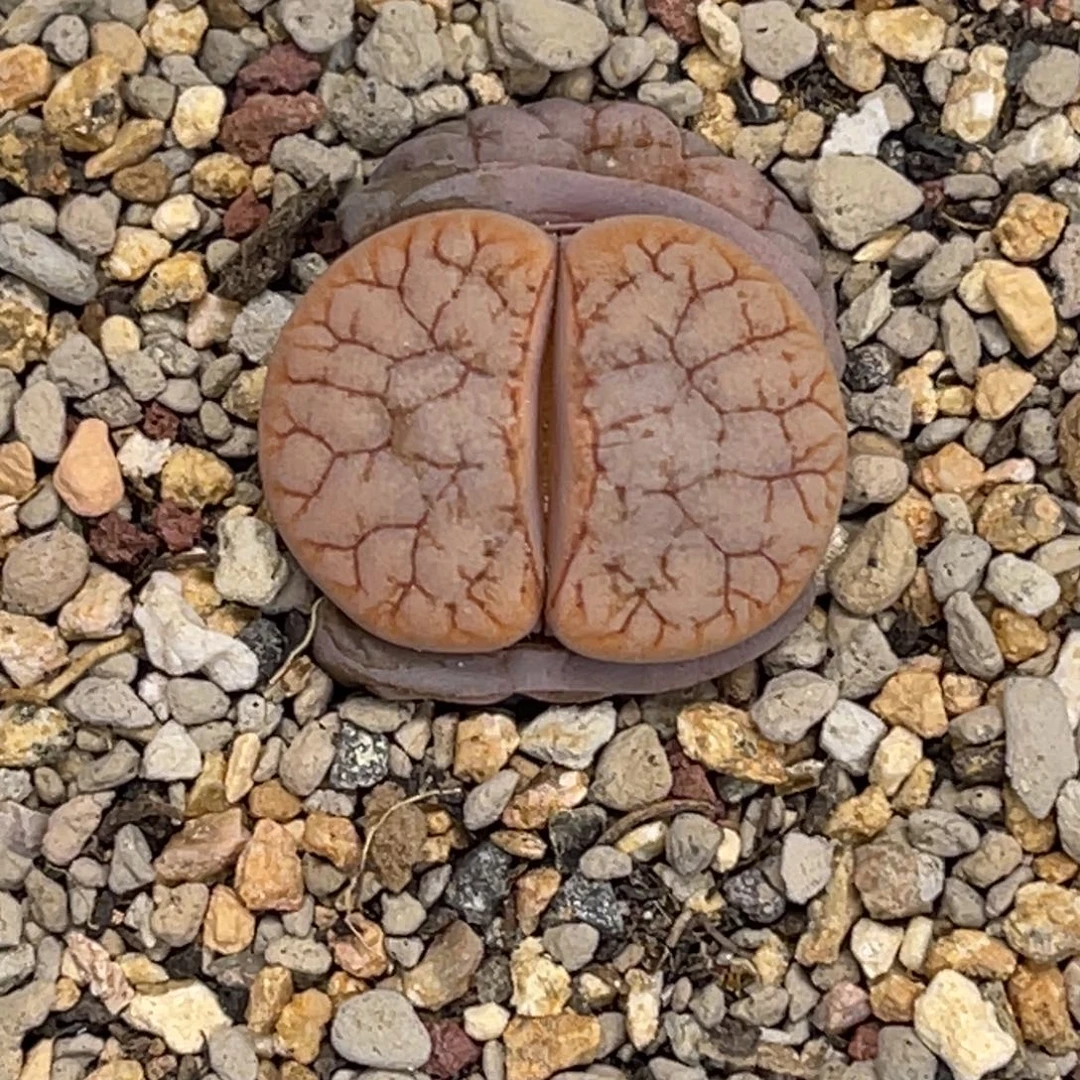 1787拿铁261尺寸2.4