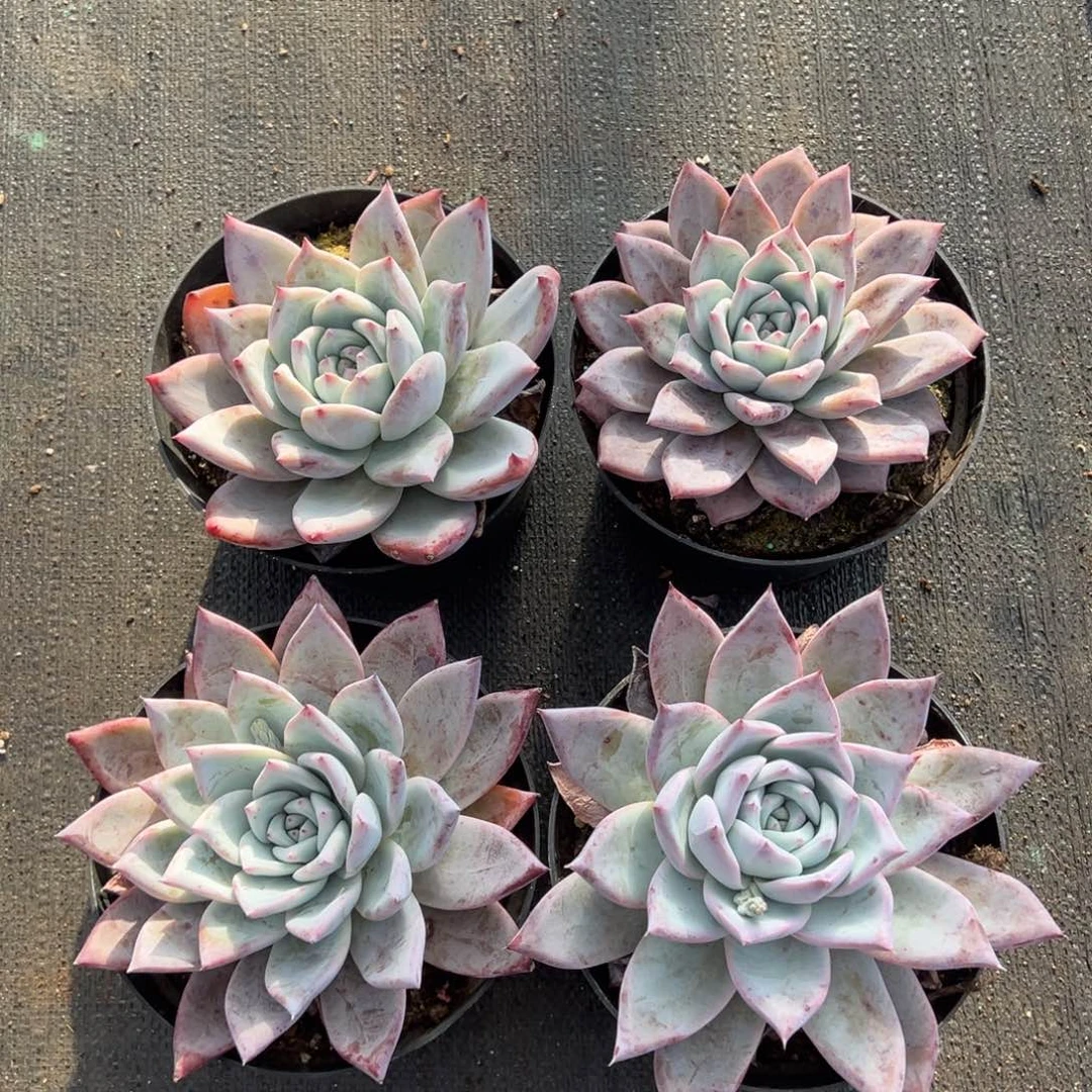 卡杂，图中任意一颗，尺寸14