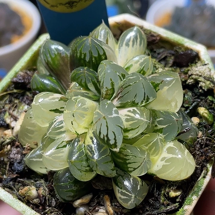 778水晶灯锦三头完美锦福利