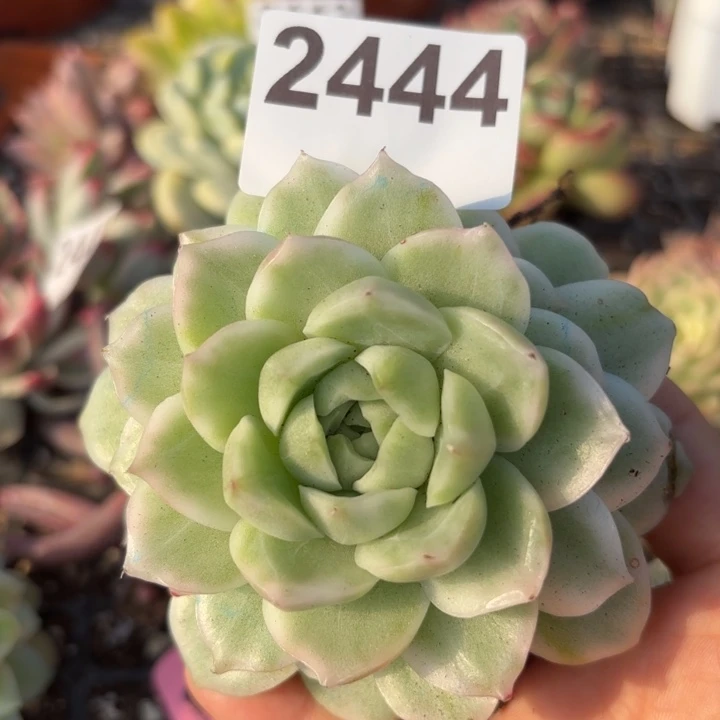 麦秆锦多肉植物满18包邮