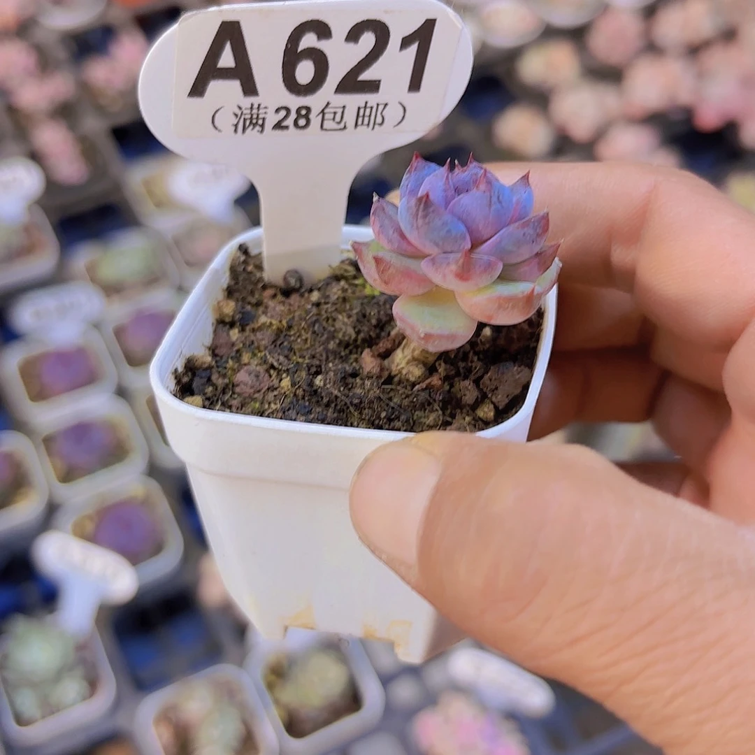 仙*✨A621黑称yi wu yi pai