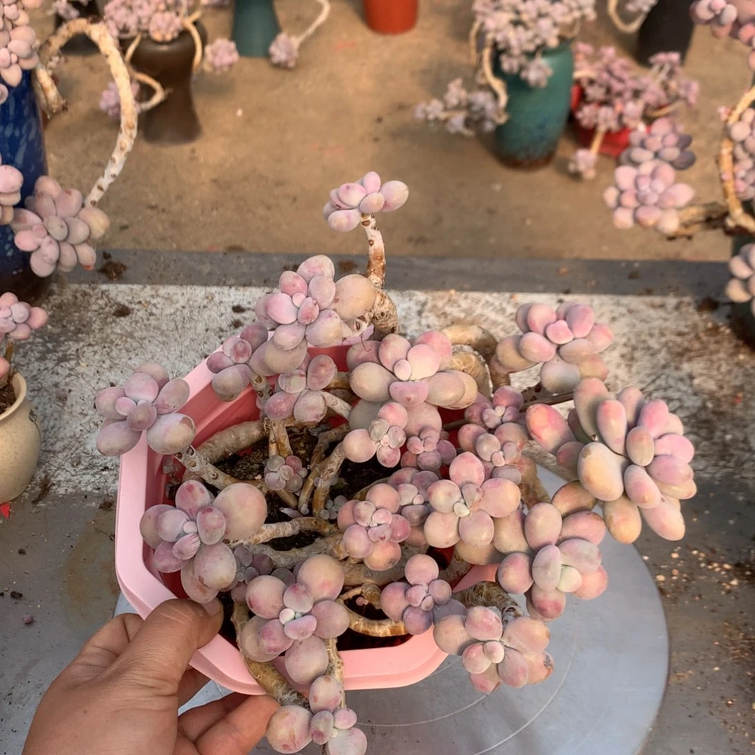 桃蛋老桩不带盆22号