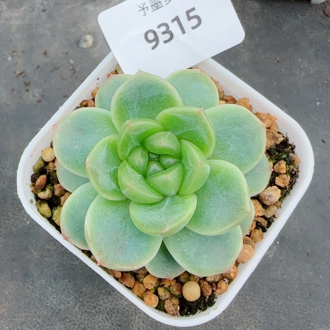 绿体财富密码，9315多肉植物