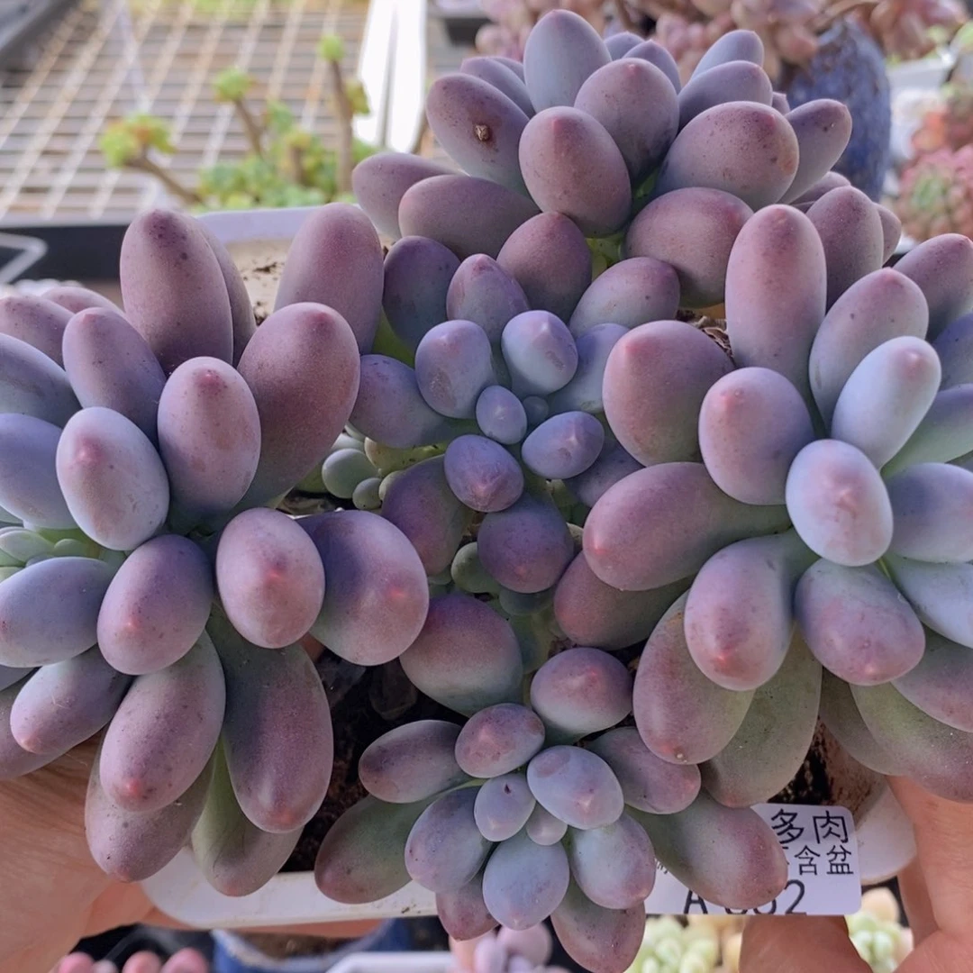 彩虹奶16cm652多肉植物