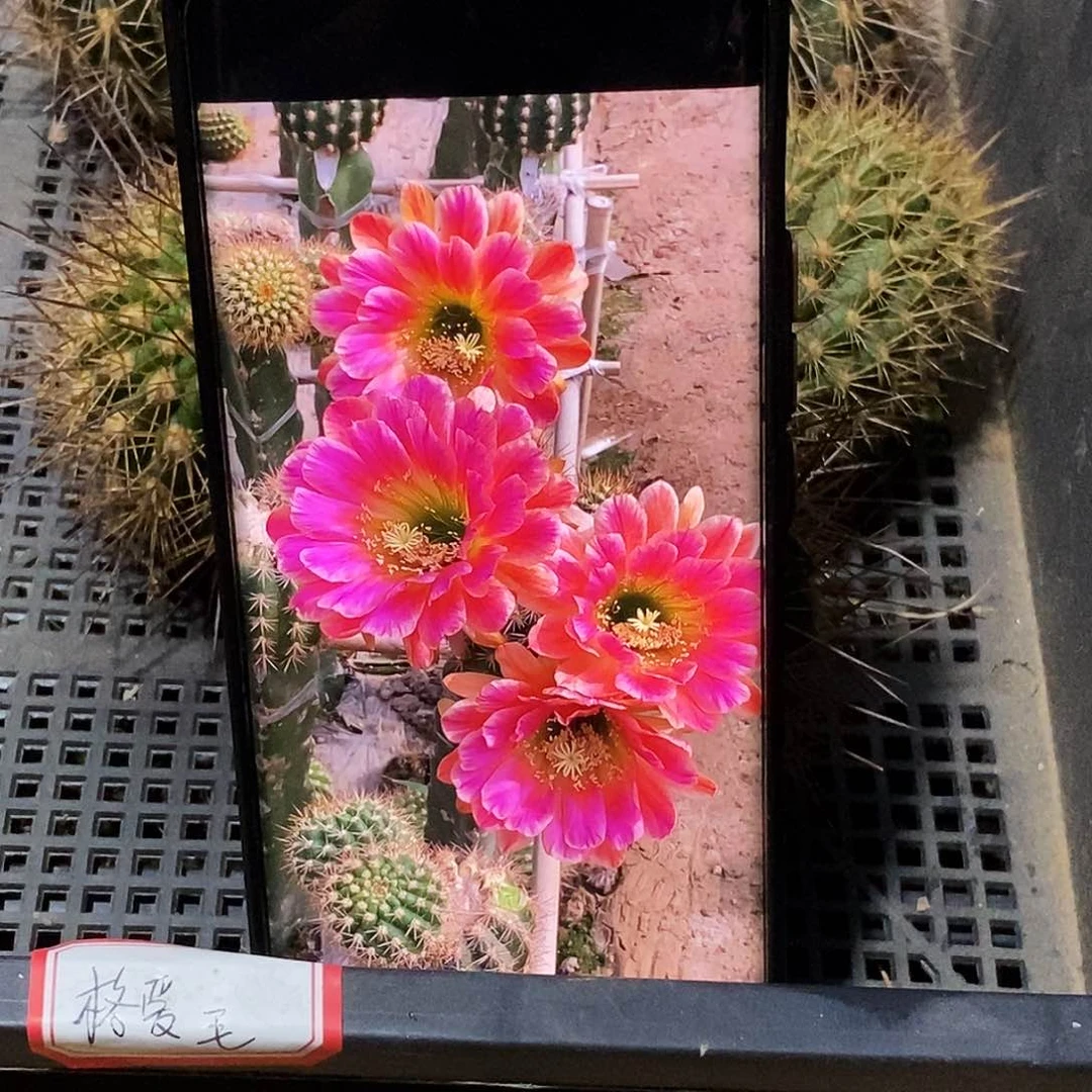 毛 格爱侧芽歪20包邮/5公分