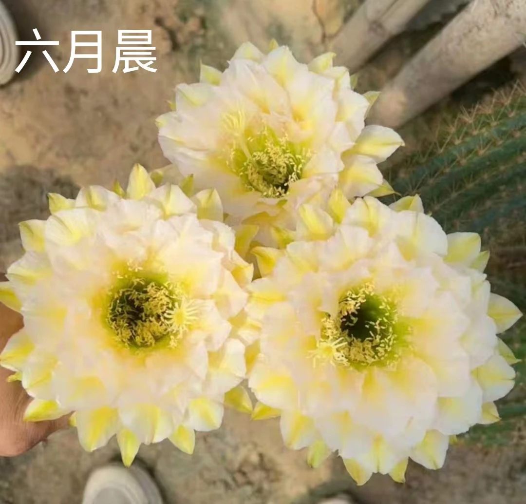 毛花柱六月晨 侧芽室内阳台桌面盆栽易养防辐射