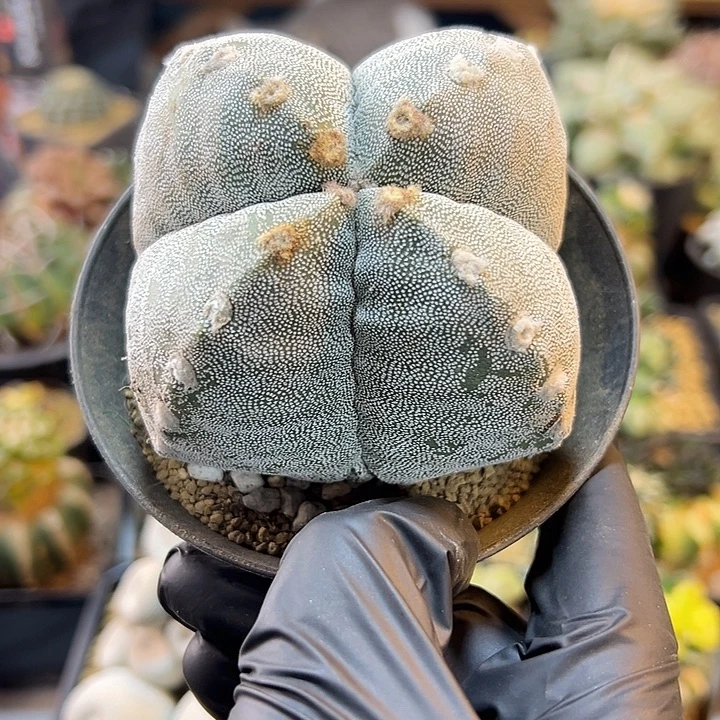 57号自根4角银沙鸾凤玉8公分