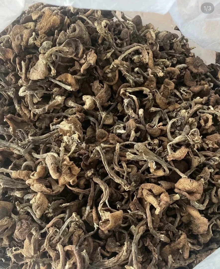 长白山野生榛蘑（顺丰空运）