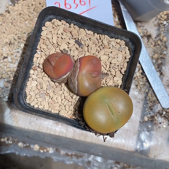 给***击26367。    一组。