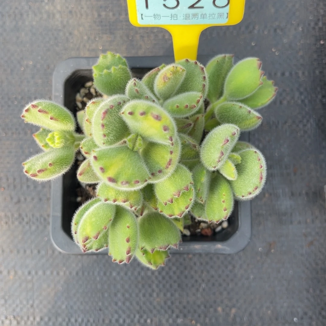 云尘多肉一物一拍1526