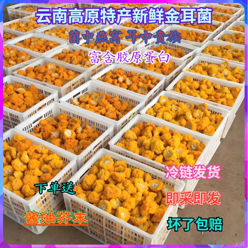 新鲜金耳菌云南新鲜土特产菌菇云南野生菌金耳菌云南鲜黄耳山货