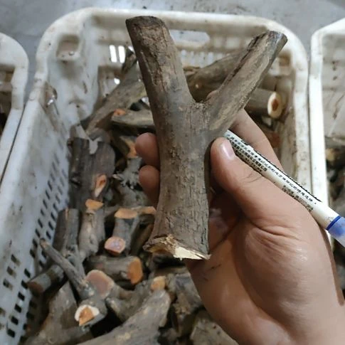 十***二大果紫檀（缅甸花梨）