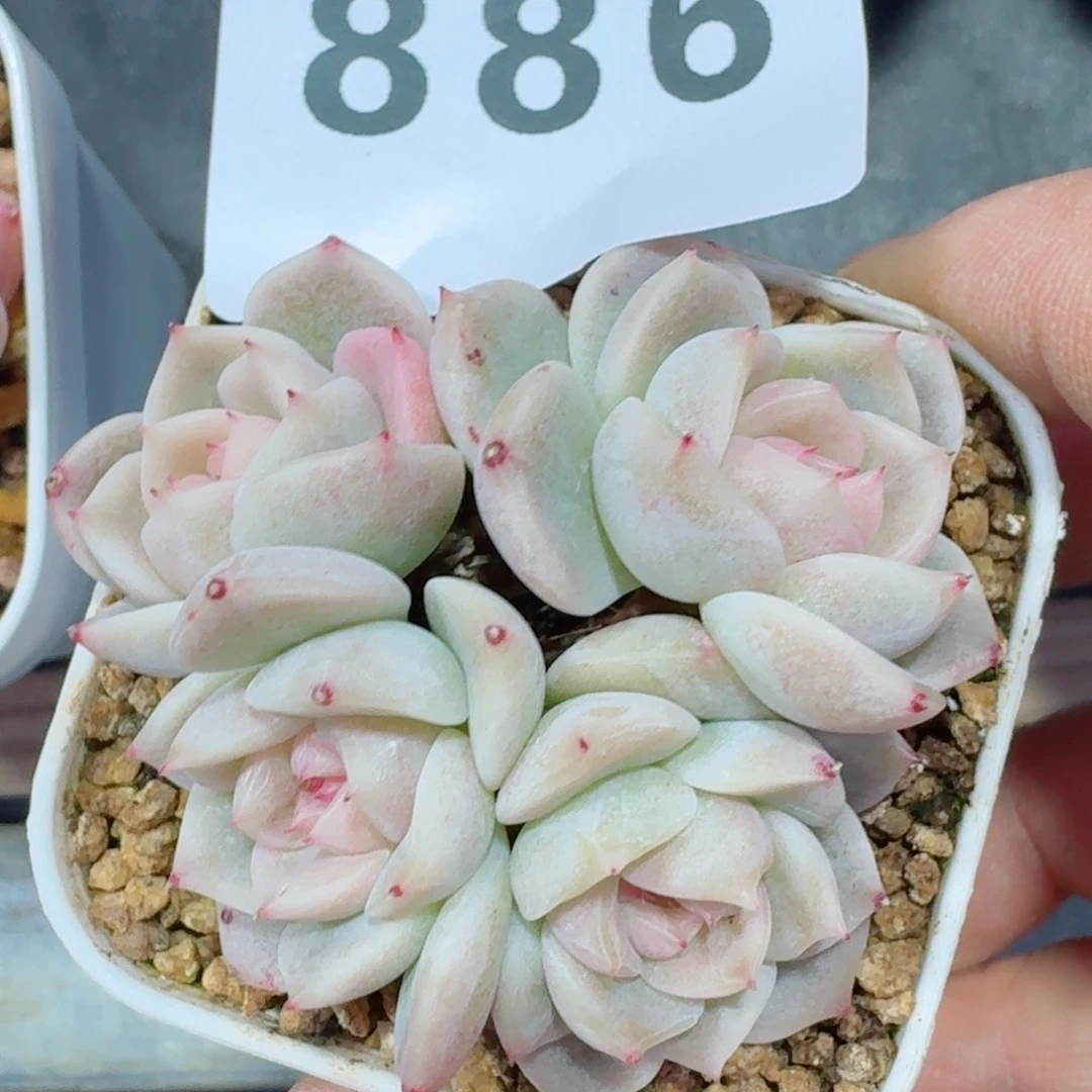 甜心群生         精品多肉