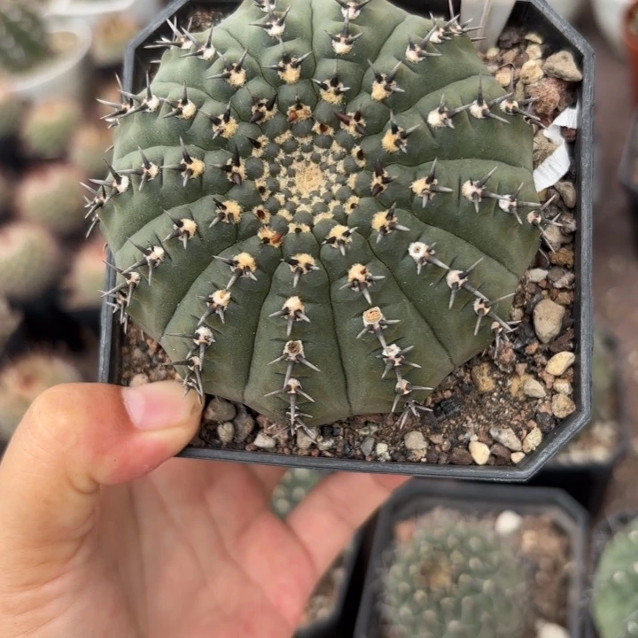 星***越544实生黑刺风头好养