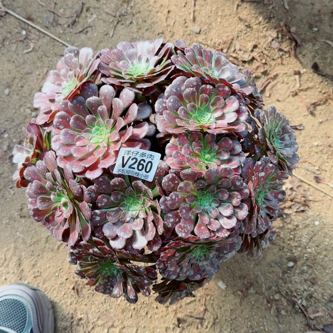 同湖中斑260冠幅25