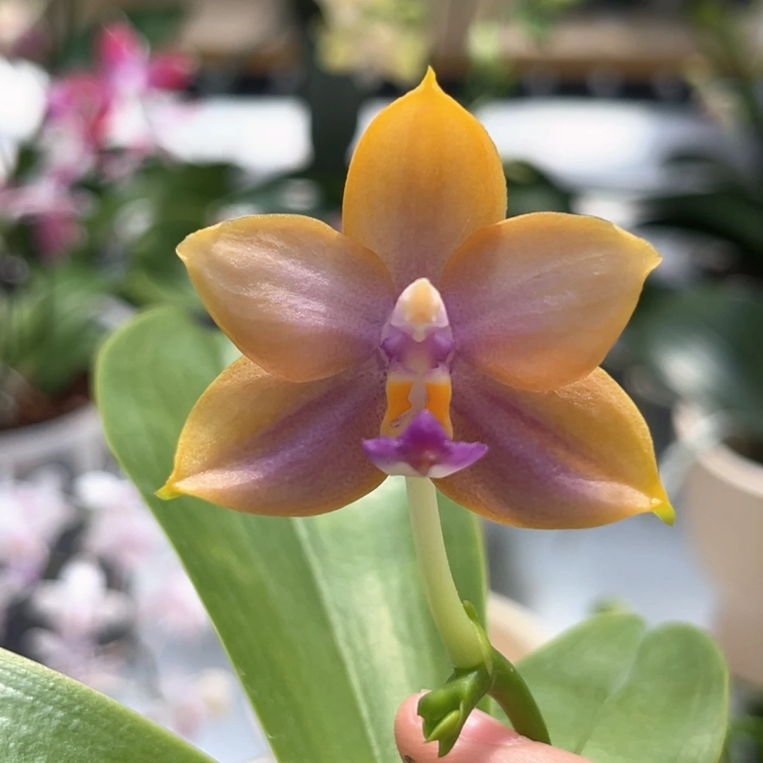 完全开放2.5寸yw16开花株