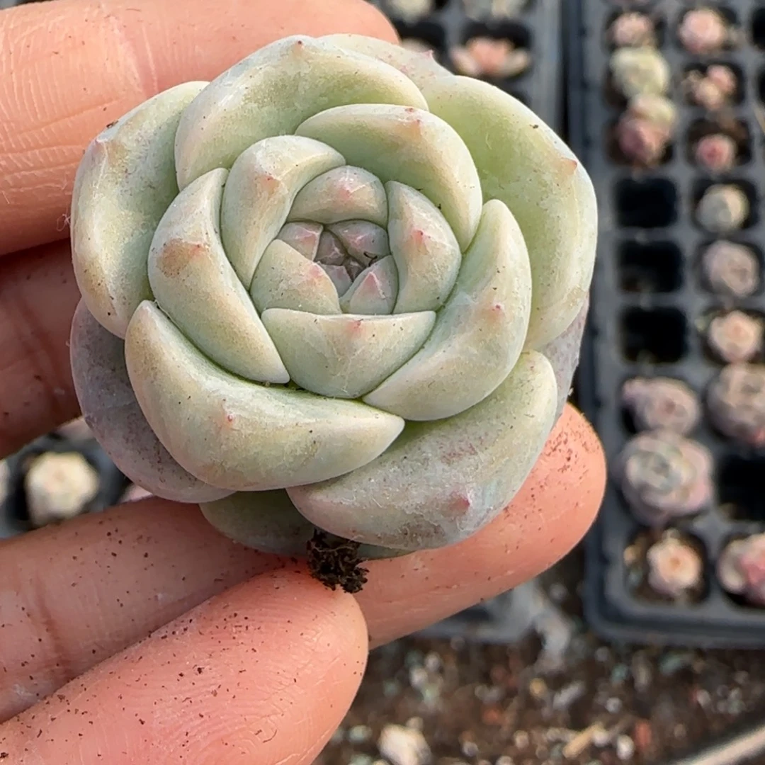 多肉小卡拉米糖心一物一拍