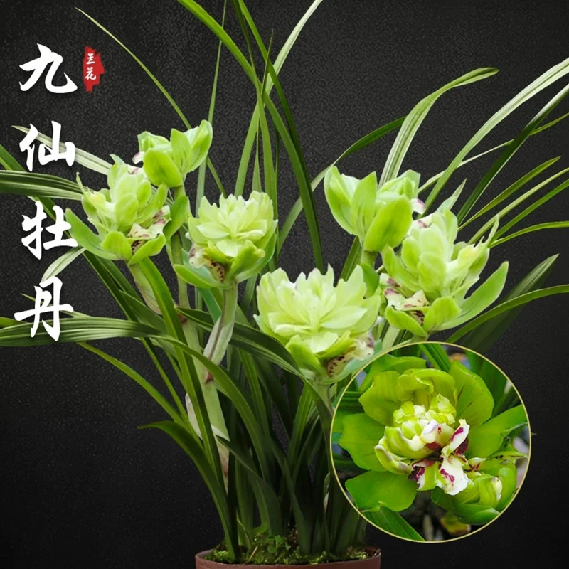 【九仙牡丹】春兰奇花 名贵高端铭品 浓香型好养绿植兰花卉