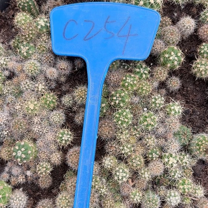 如****6C254,混色一筐瑕疵歪头