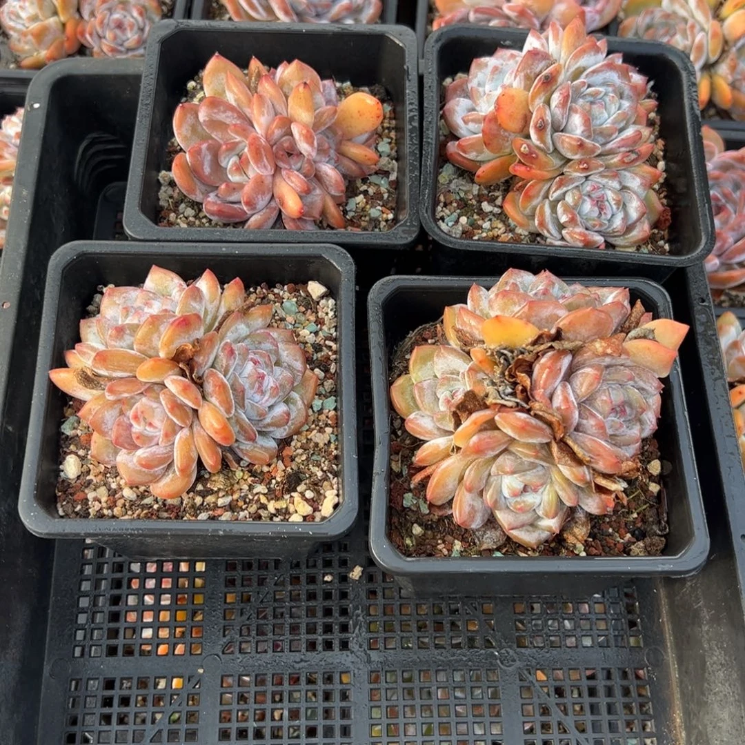 小****小明子拍梦露组合