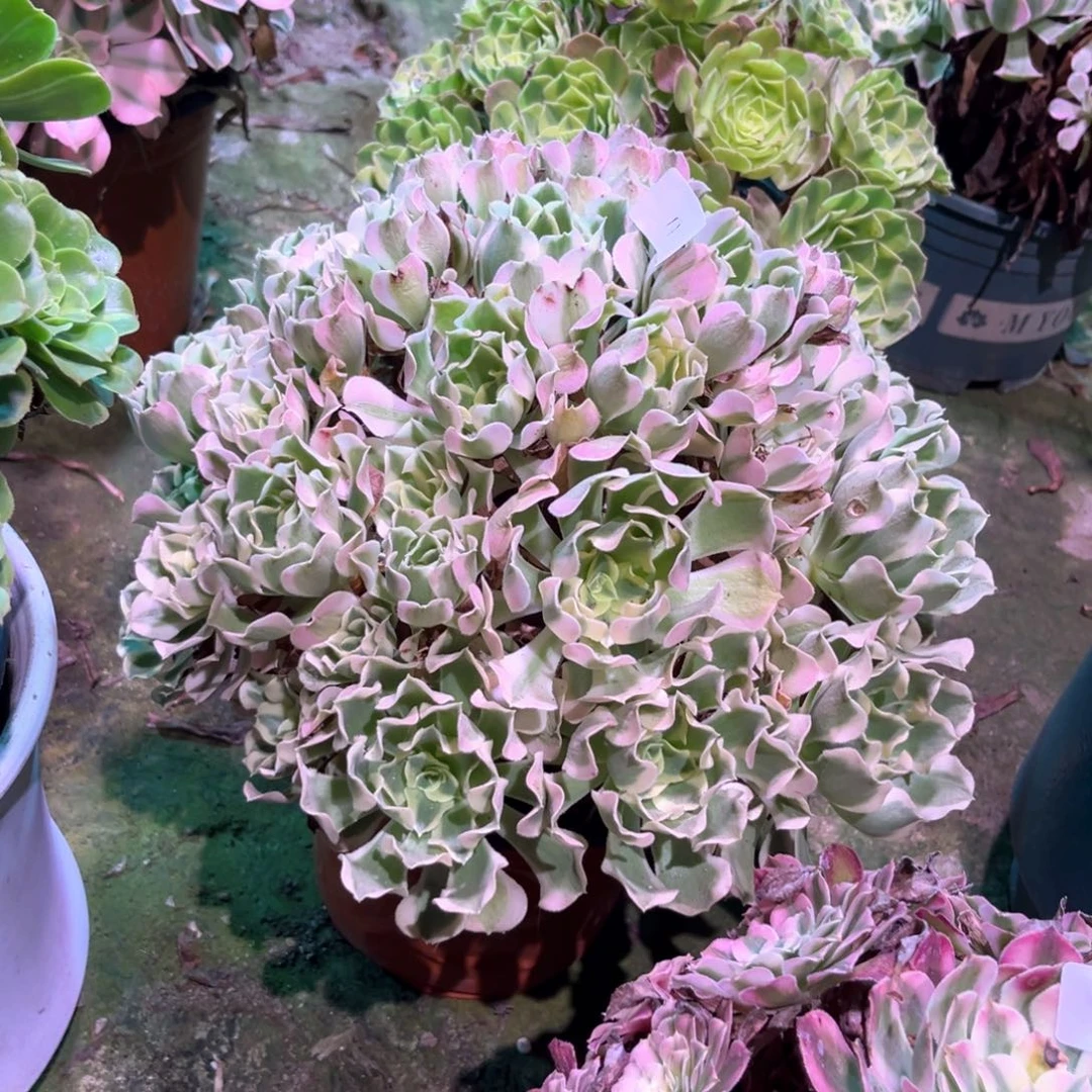 多肉植物白凤0011