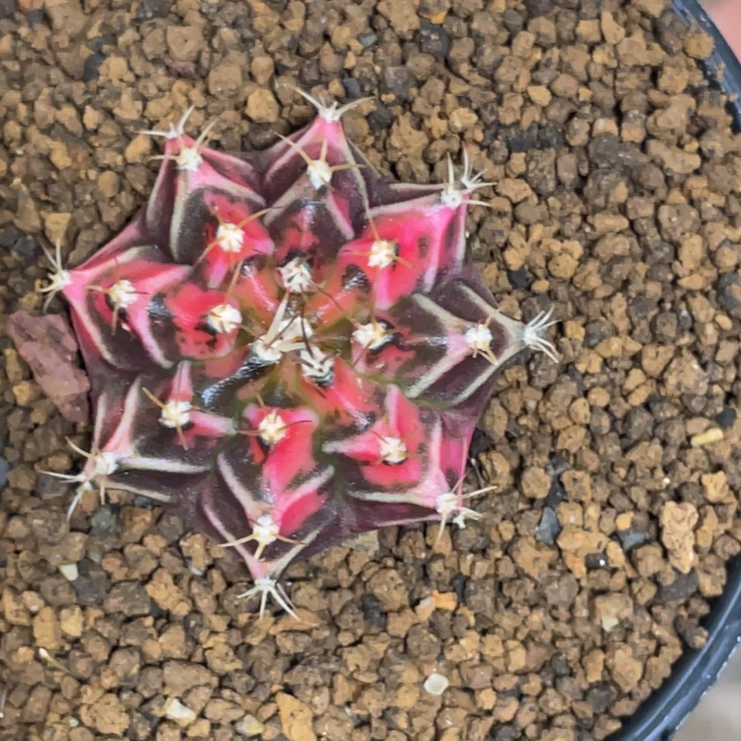 当前无花朵，栽培后可花朵橘粉虎斑锦