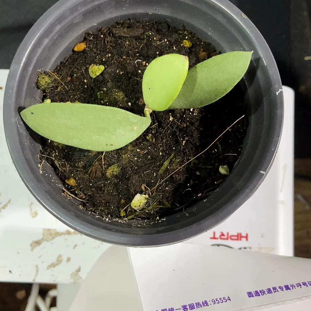 P***n完全开放全银钱叶25