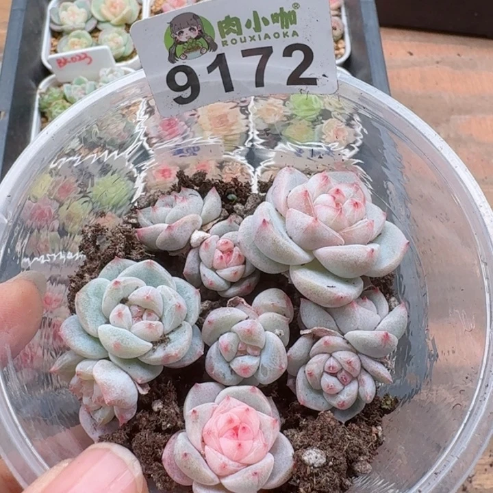 多肉植物多肉植物