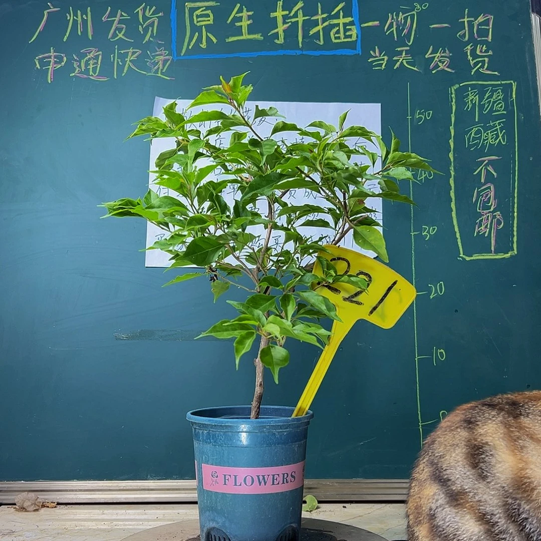 当前无花栽培后可以开花 紫桑巴  221