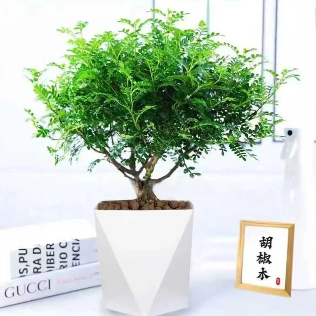 清香木盆栽ZYX送菱形盆绿植四季好养客厅阳台花卉吸甲醛
