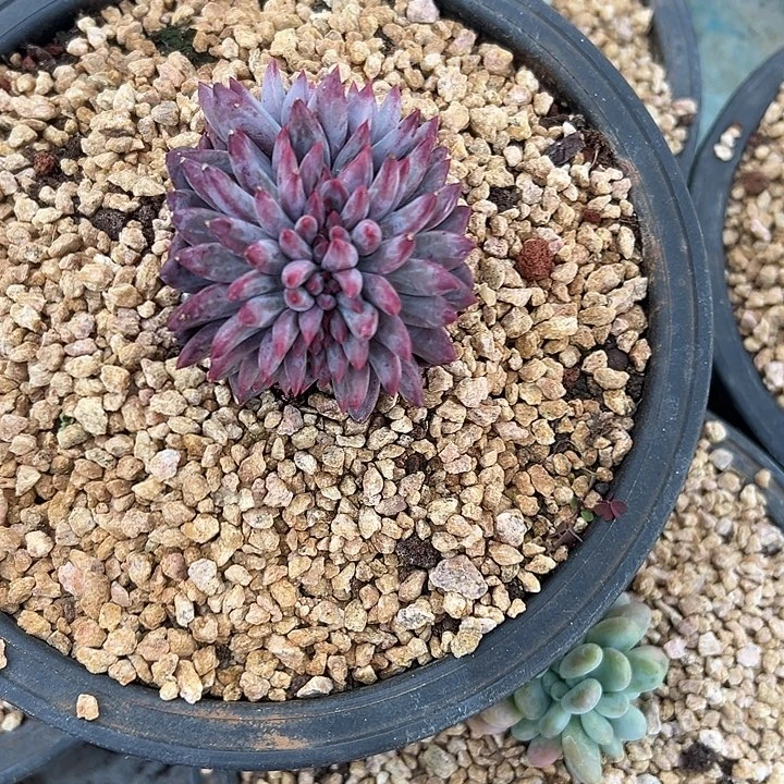 虞美人群生缀化多肉