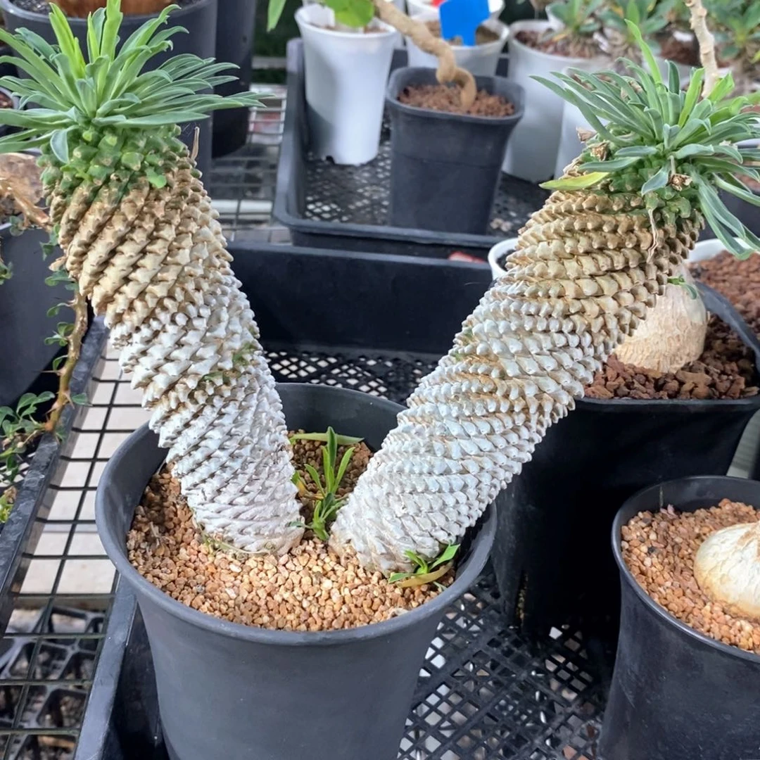 铁甲麒麟多肉植物