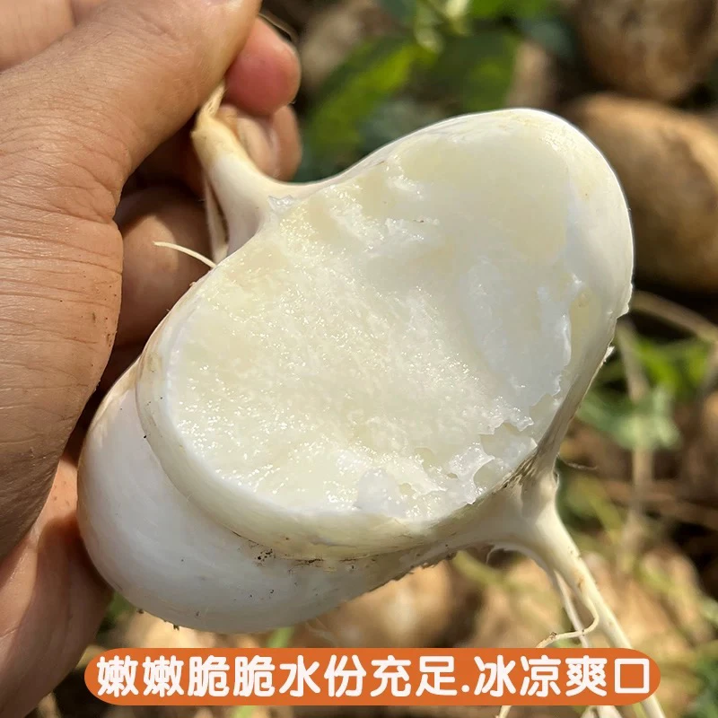 湘西高山凉薯地萝卜