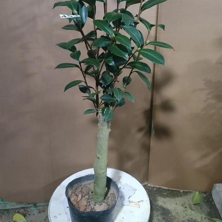 453斑水屋，原盆原土发货，不包邮