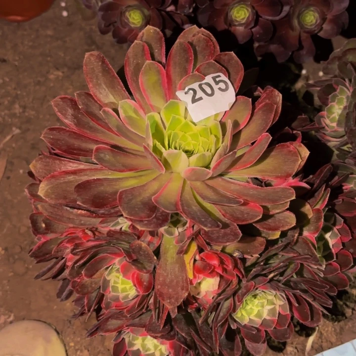 205玉芙蓉多肉植物
