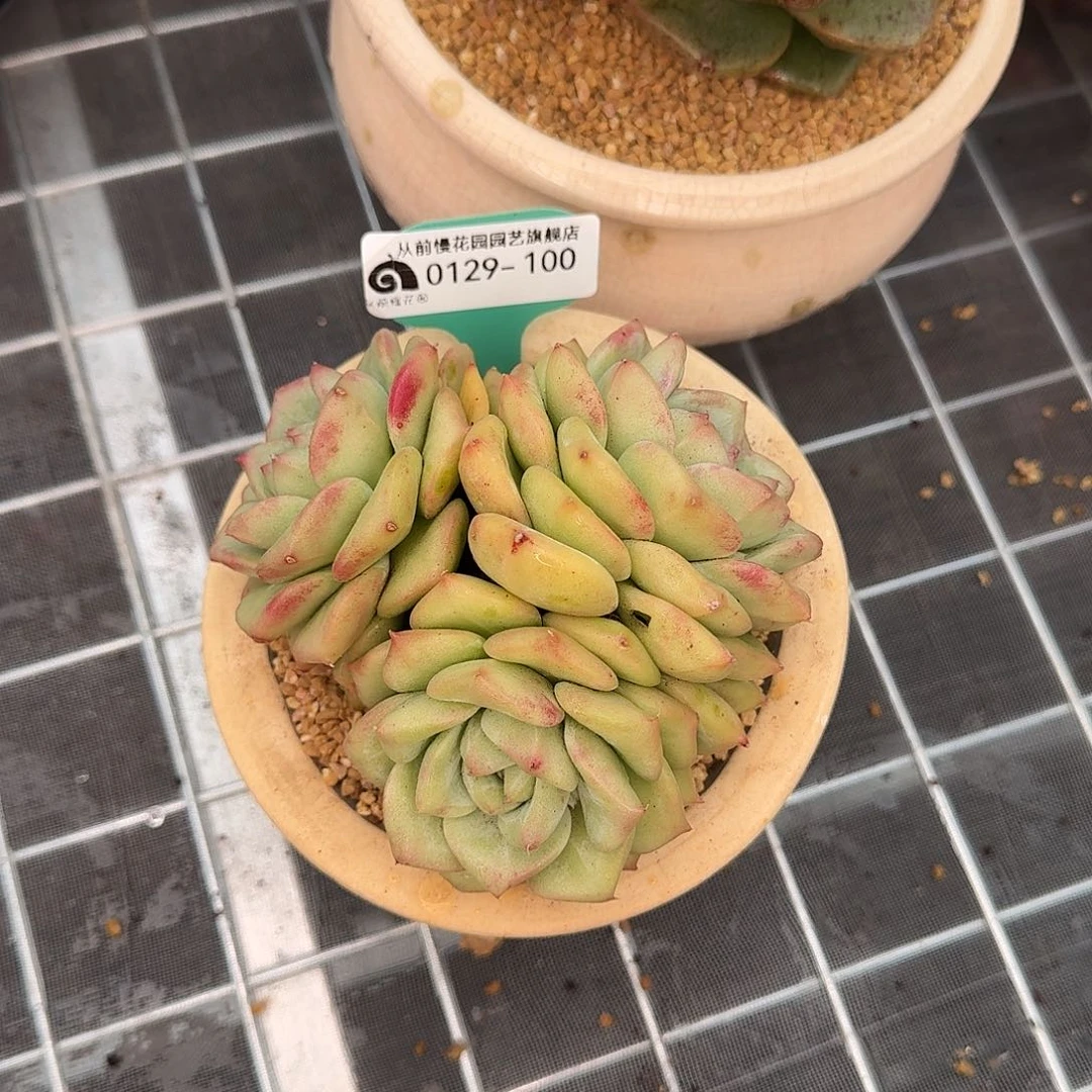 景**至从前慢花园多肉0129-100