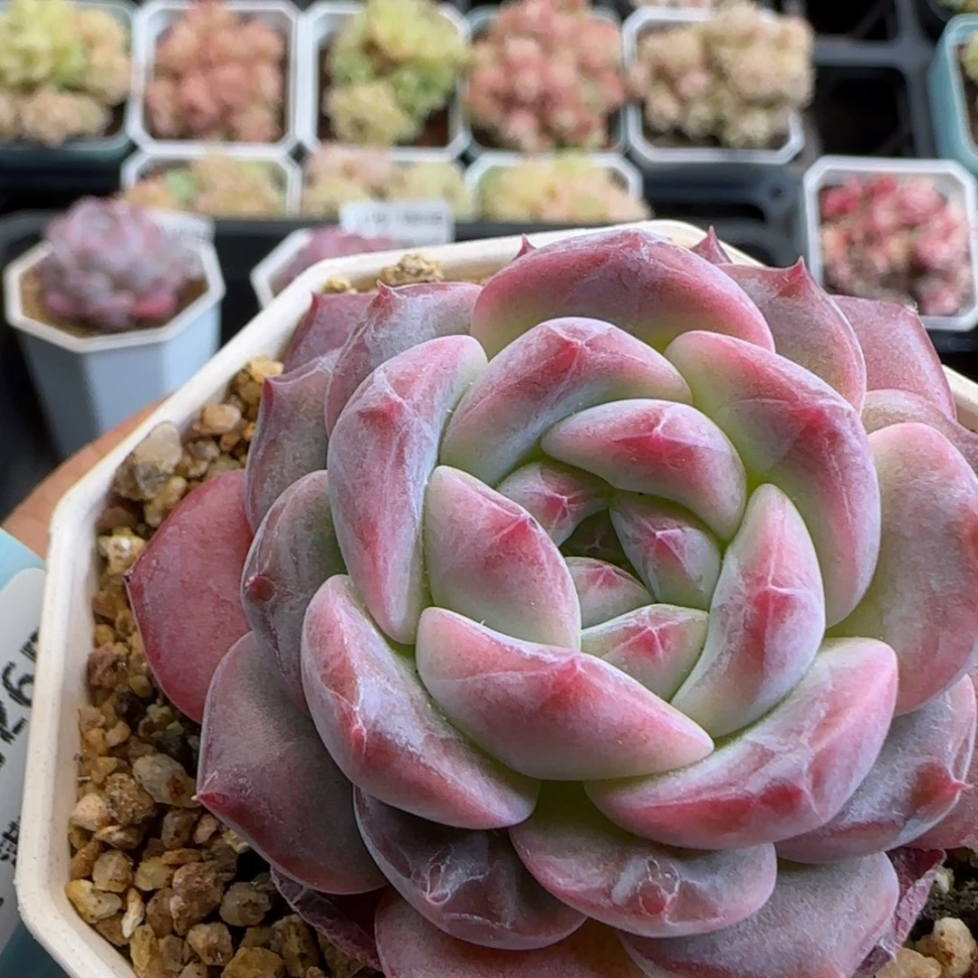 花语逸镜0126-481